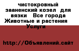 чистокровный зааненский козел  для вязки - Все города Животные и растения » Услуги   
